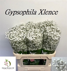 Gypsophila Paniculata Xlence 70cm 20gr.
