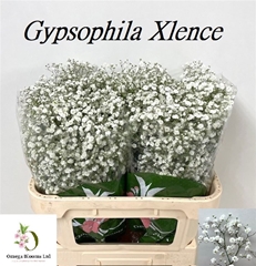 Gypsophila Paniculata Xlence 70cm 25gr.