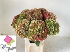 Hydrangea Royal Salute 80cm 21-23cm Hd