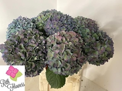 Hydrangea Pimpernel Classic 60cm 19-21cm Hd