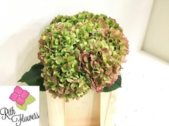 Hydrangea Verena Classic 50cm 16-18cm Hd