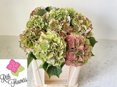 Hydrangea Royal Salute 50cm 16-18cm Hd