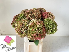 Hydrangea Royal Salute 80cm 21-23cm Hd