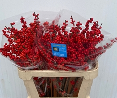 Ilex Red Berry 80cm