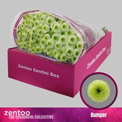 Chrysanth Santini Bumper 55cm 52gr.