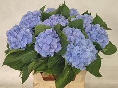 Hydrangea Verena Blue 80cm 18-20cm Hd