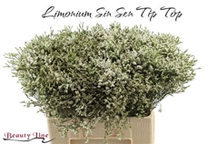 Limonium Sinense Sensy Tip Top 60cm 25gr.