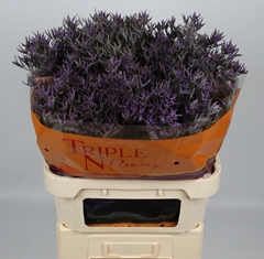 Limonium Safora Dark Blue 80cm 40gr.