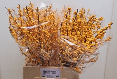 Ilex Golden Verboom 70cm