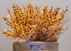 Ilex Golden Verboom 60cm