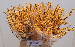 Ilex Golden Verboom 50cm