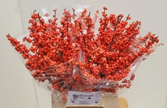 Ilex Oudijk's Orange 50cm