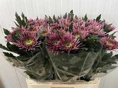 Chrysanth Single Tula Purple 75cm 75gr.