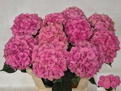 Hydrangea Royal Palace 80cm 17-19cm Hd