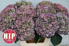 Hydrangea Rodeo Red Classic 80cm 20-22cm Hd
