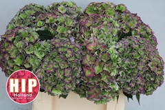 Hydrangea Rodeo Red Classic 50cm 18-20cm Hd