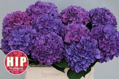 Hydrangea Rodeo Purple 40cm 10-12cm Hd