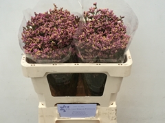 Limonium Sinense Anouchka Diamond 50cm 15gr.