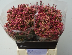 Limonium Sinense Max Diamond 45cm 15gr.