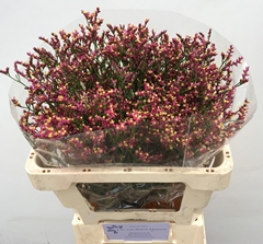 Limonium Sinense Scarlet Diamond 60cm 20gr.