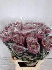 Chrysanth Single Bislet 85cm 175gr.