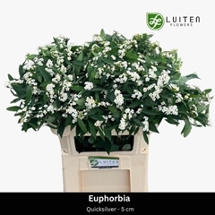Euphorbia Fulgens Spray Quicksilver 75cm 10cm Hd