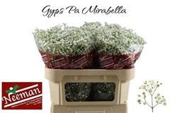 Gypsophila Paniculata Mirabella 70cm 30gr.