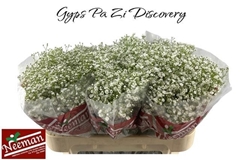 Gypsophila Paniculata Zinzi Discovery 70cm 30gr.