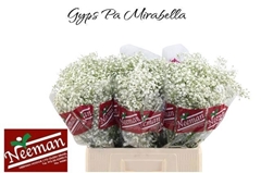 Gypsophila Paniculata Mirabella 60cm 20gr.