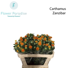 Carthamus Zanzibar 70cm