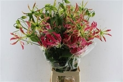 Gloriosa Exotic Pink 80cm