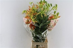 Gloriosa Sparkling Orange 80cm