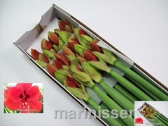 Hippeastrum Ferrari 75cm