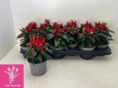 Capsicum Salsa Red 10Ø 20cm