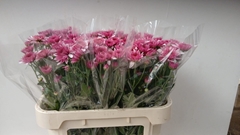 Chrysanth Spray Podolsk 70cm 60gr.