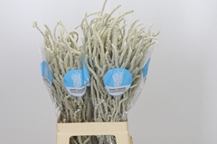 Amaranthus Lividus Yearming Desert 70cm