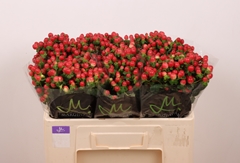 Hypericum Tomato Flair 50cm