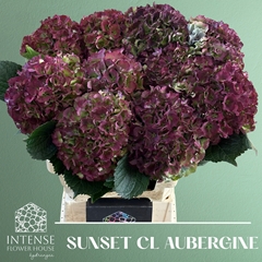 Hydrangea Royal Sunset Classic 60cm 16-18cm Hd