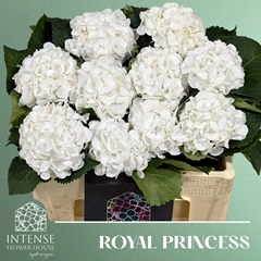 Hydrangea Royal Princess 50cm 12-14cm Hd