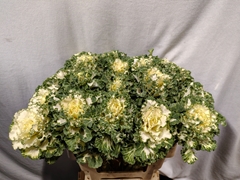 Brassica Crane Ruffle White 60cm