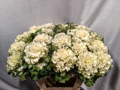 Brassica Crane Ruffle White 60cm