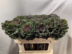 Brassica Black Angel 70cm
