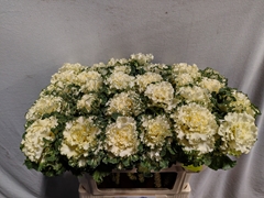 Brassica Crane Ruffle White 70cm