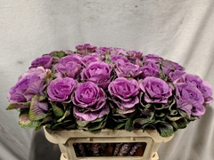 Brassica Empire Olga 70cm