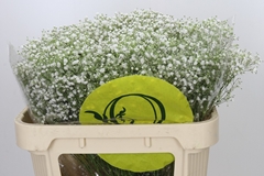Gypsophila Paniculata Xlence 70cm 25gr.