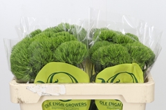 Dianthus Barb Kiwi Mellow 50cm