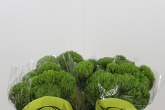 Dianthus Barb Kiwi Mellow 40cm