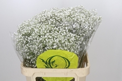 Gypsophila Paniculata Xlence 80cm 30gr.