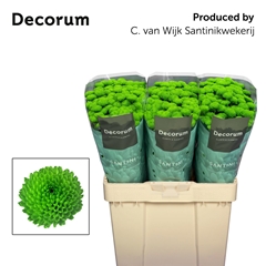 Chrysanth Santini Country 55cm 48gr.