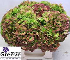 Hydrangea Verena Classic 40cm 21-23cm Hd